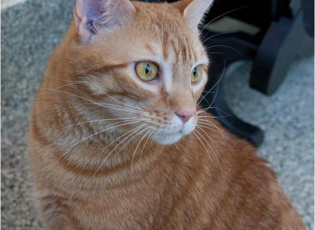 MSPCA-Angell Pet of the Week: Apollo the cat - 7News Boston WHDH-TV